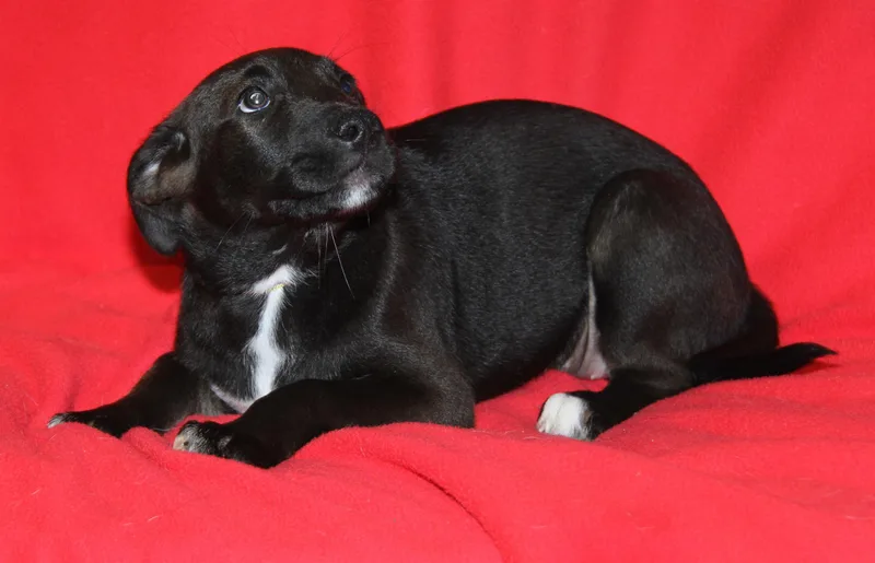 A baby medium-sized female Black Labrador Retriever dog named True for adoption in Marietta, OH
