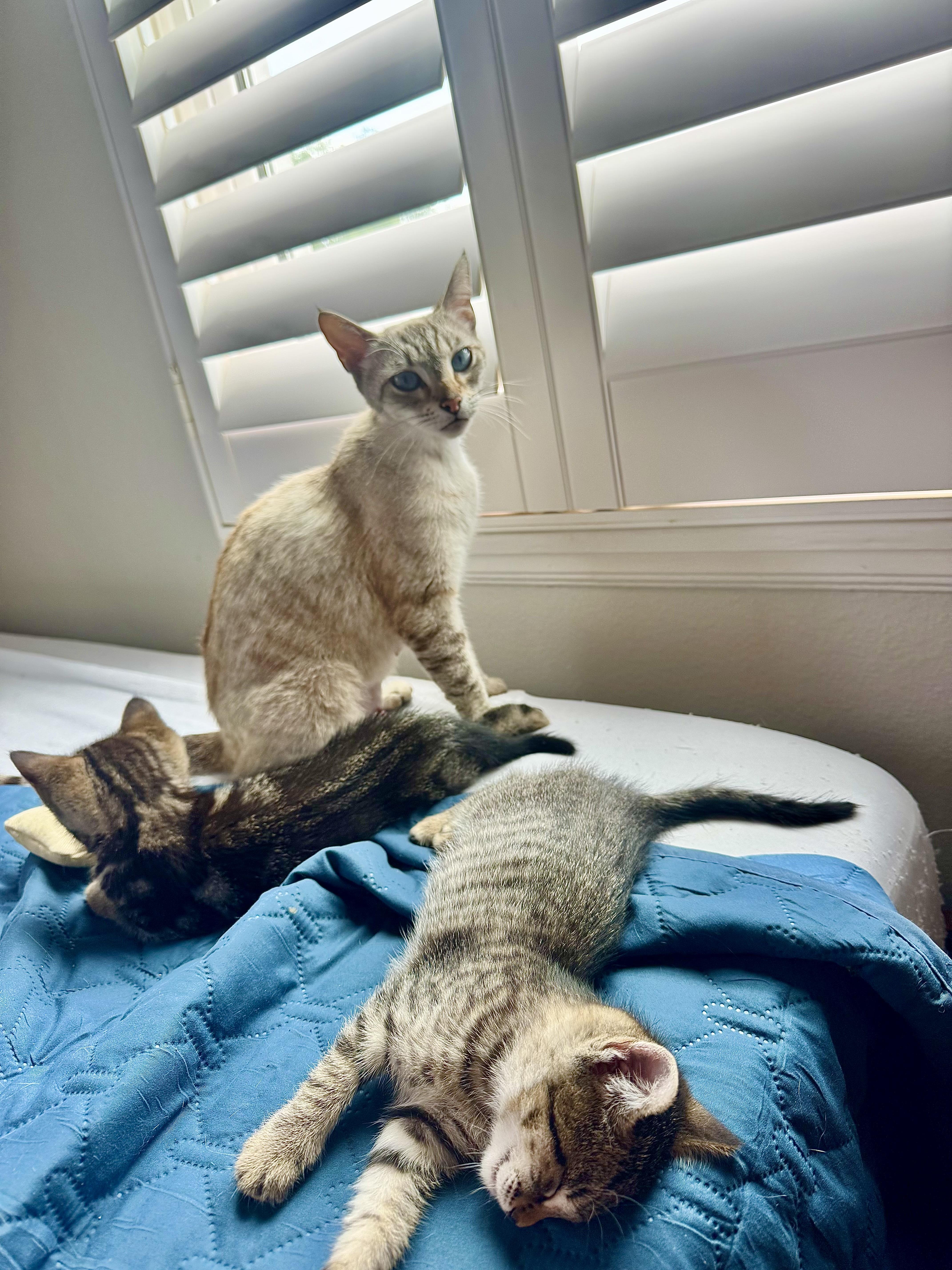 An adult medium-sized female Lilac Point Siamese cat named Hazel for adoption in Santa Ana, CA