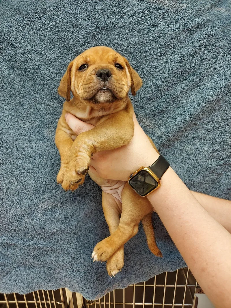 A baby medium-sized female Labrador Retriever dog named Kylie for adoption in Herndon, VA