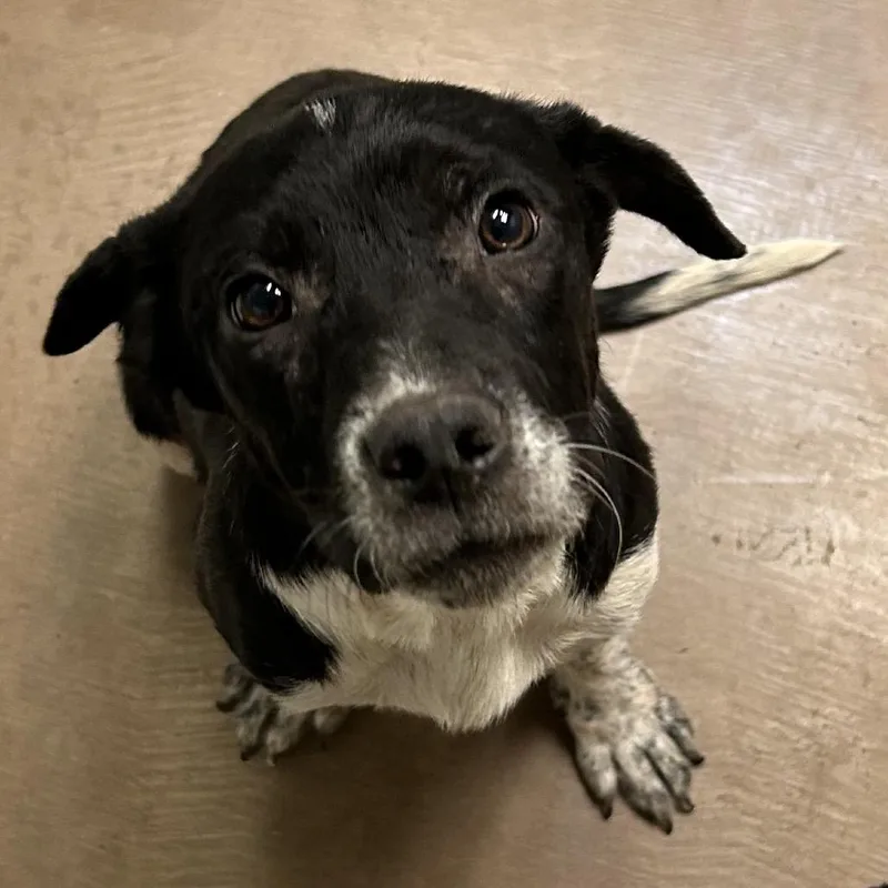 A young small-sized male Black Mixed Breed dog named Stamp for adoption in Flagstaff, AZ