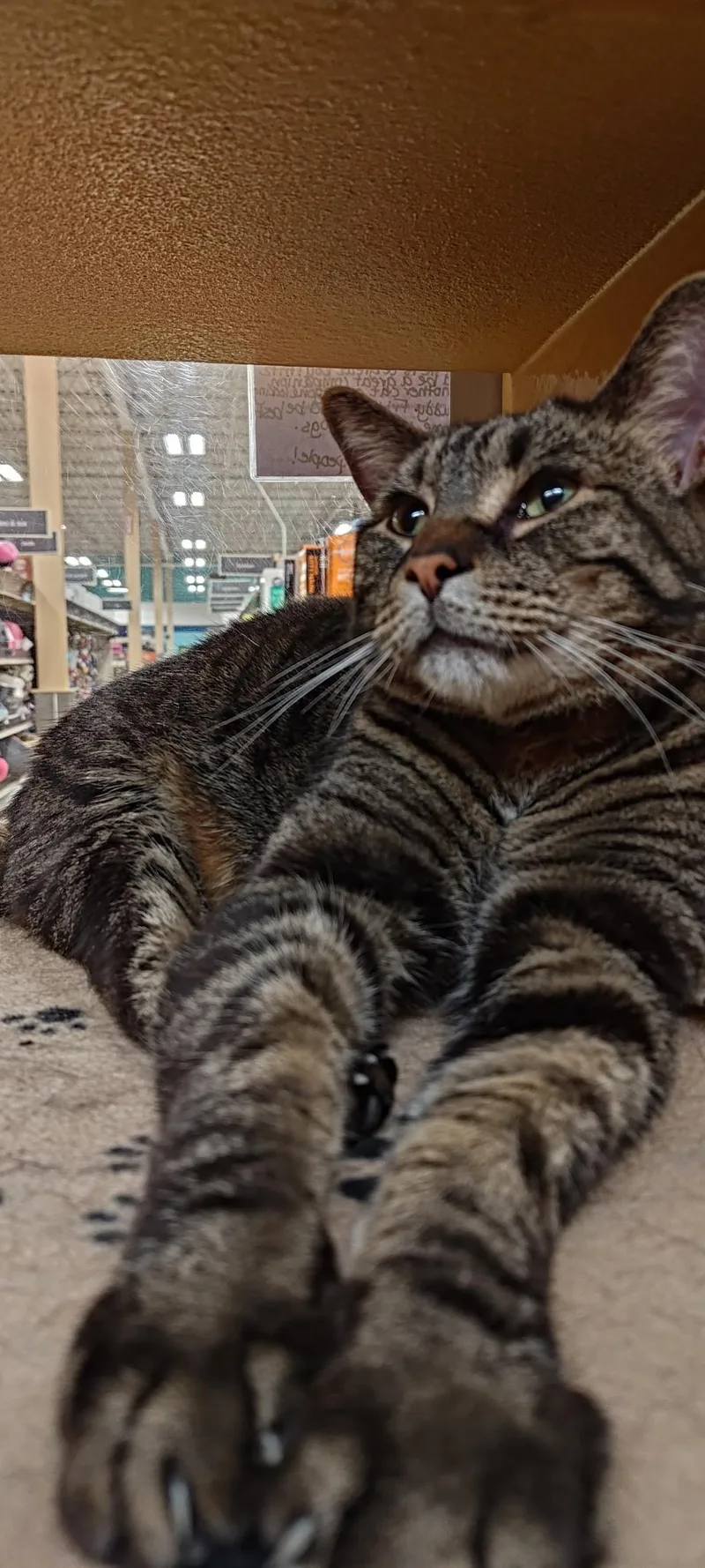 An adult extra large-sized male Tabby (Brown / Chocolate) Domestic Short Hair cat named Fritz for adoption in Huntley, IL