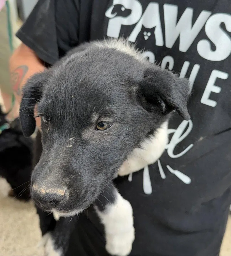 A baby medium-sized male Shepherd dog named Jessie for adoption in Saint George, UT