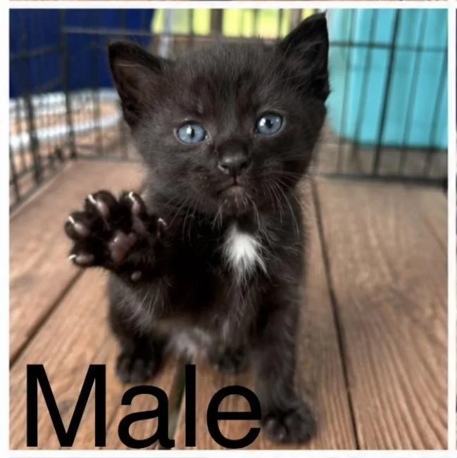 A baby medium-sized male Black American Shorthair cat named Jasper for adoption in Rock Spring, GA