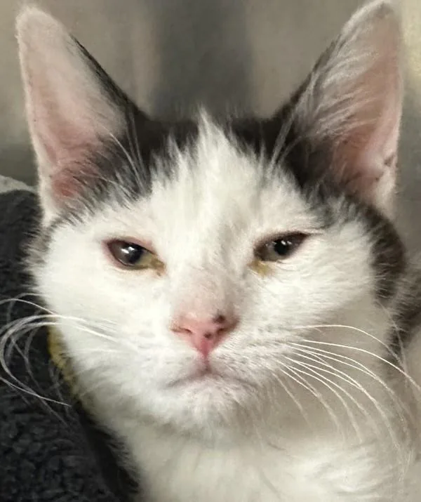 A baby small-sized female Domestic Short Hair cat named Skittles for adoption in Walnut Creek, CA