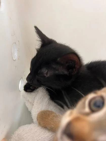 A baby small-sized female Domestic Short Hair cat named Moonie for adoption in Honolulu, HI