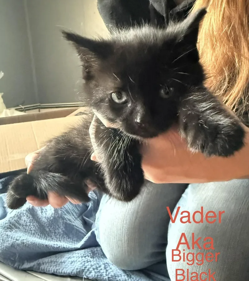 A baby medium-sized male Black Domestic Medium Hair cat named Vadar for adoption in Springfield, MA