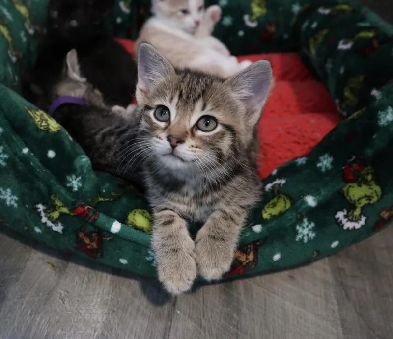 A baby medium-sized female Tabby (Gray / Blue / Silver) Domestic Short Hair cat named Gonzo for adoption in Rossville, TN