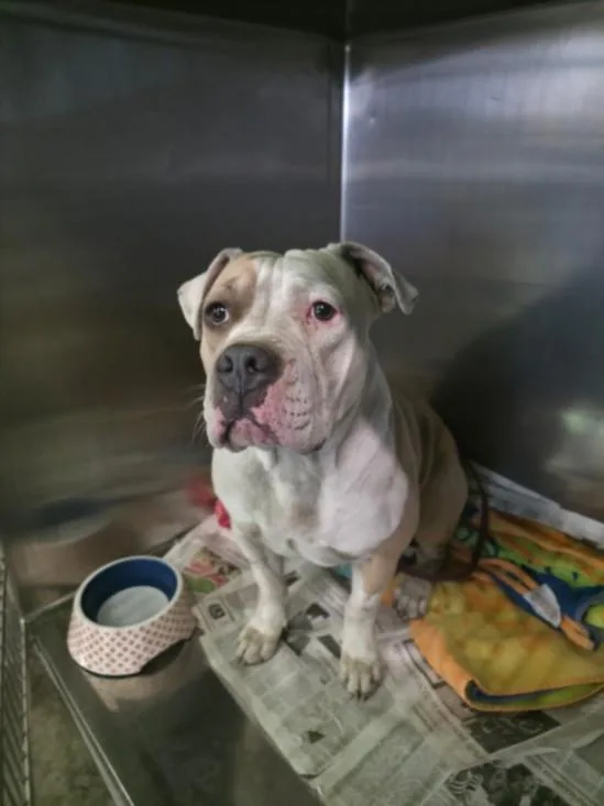 An adult medium-sized female Pit Bull Terrier dog named Star for adoption in Los Angeles, CA