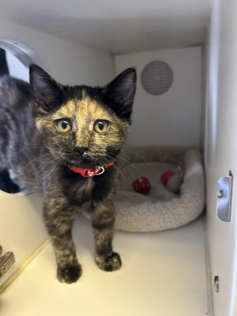 A young small-sized female Domestic Short Hair cat named Gizmo for adoption in Steeleville, IL