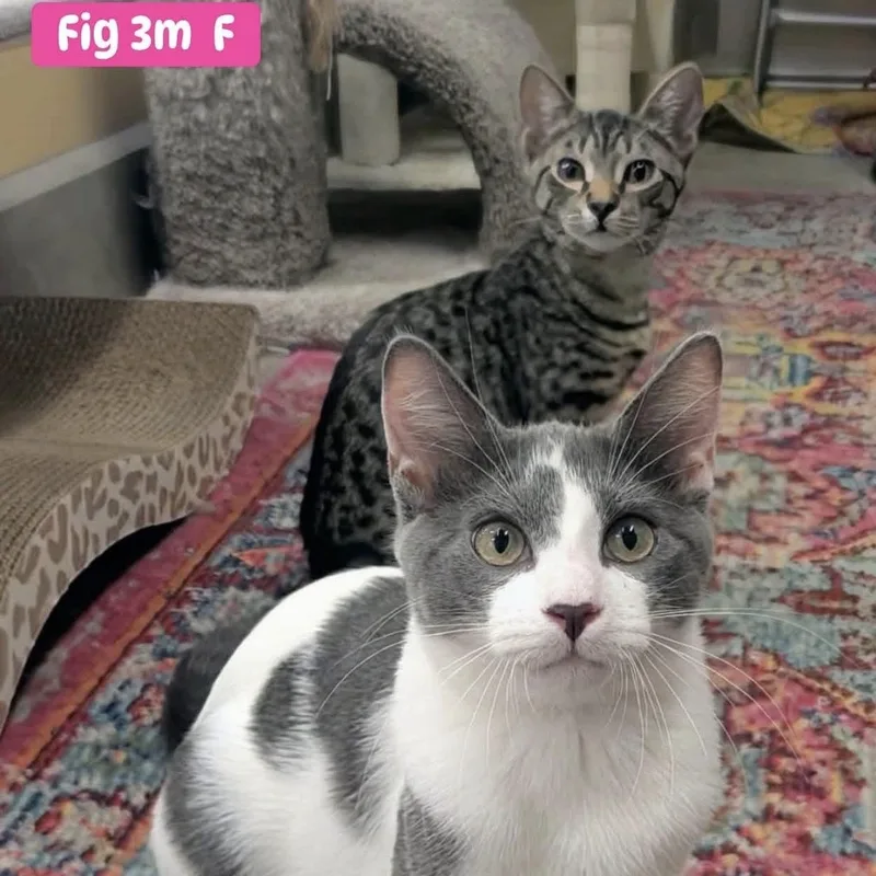 Fig & Constantine