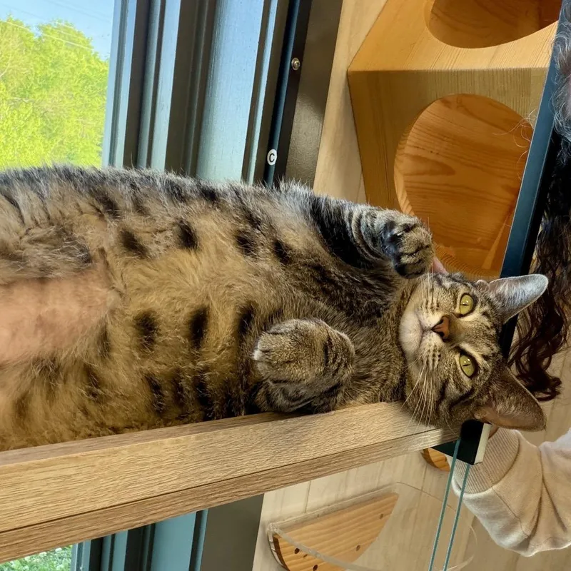 An adult extra large-sized female Gray / Blue / Silver Domestic Short Hair cat named Willow for adoption in Franklin, TN