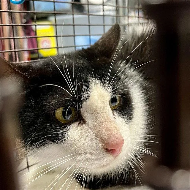 An adult medium-sized female Black & White / Tuxedo Domestic Short Hair cat named Windy for adoption in Tavares, FL