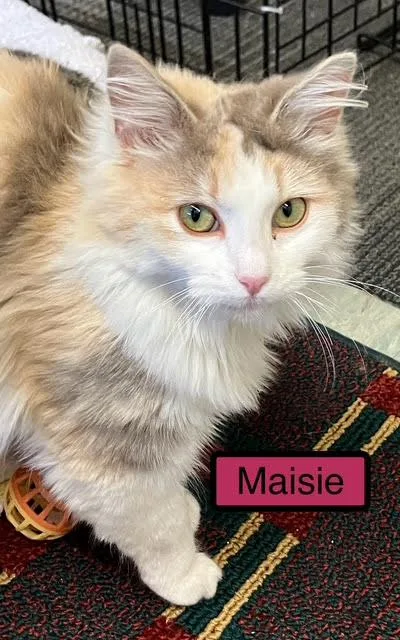 Maisie