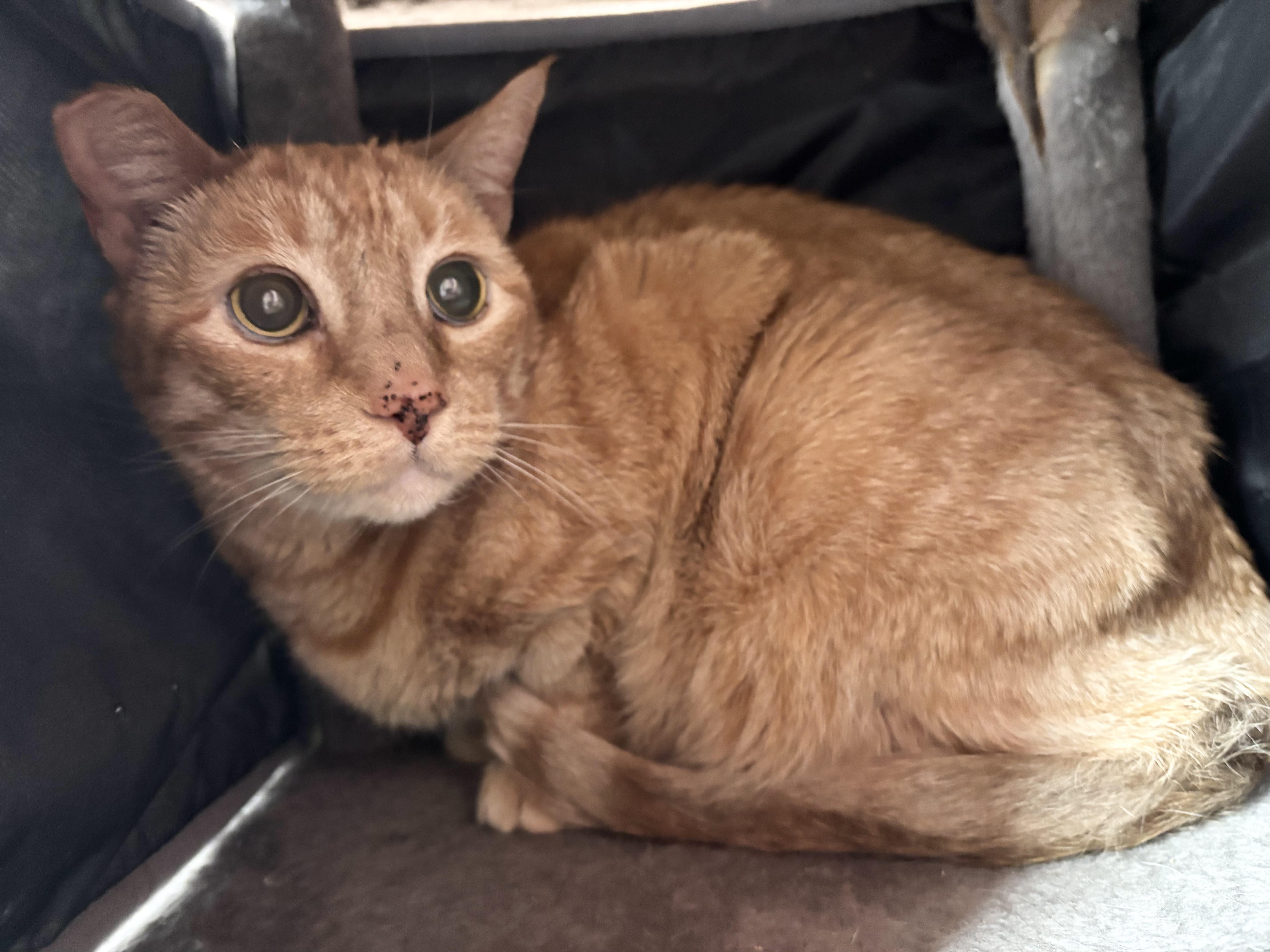 An adult large-sized female Orange / Red Domestic Short Hair cat named Ashland for adoption in Hudson, NY