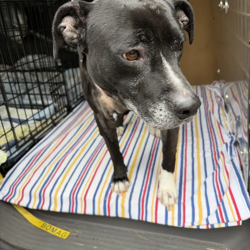 An adult medium-sized female Black American Staffordshire Terrier dog named Found for adoption in Mansfield, CT