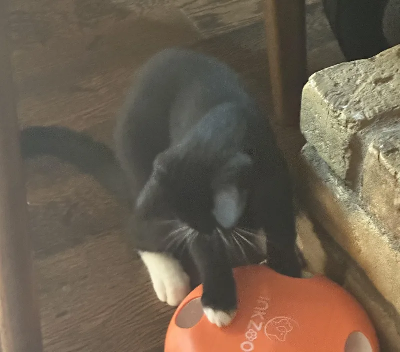 A baby large-sized male Black & White / Tuxedo Domestic Short Hair cat named Sarnie for adoption in Plano, TX