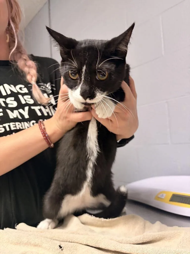 A young medium-sized male Black Domestic Short Hair cat named Bobbles for adoption in Cincinnati, OH