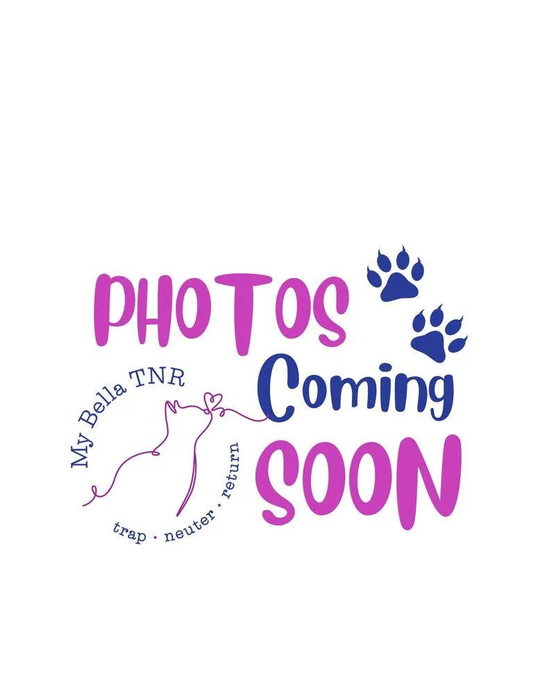 A baby small-sized male Domestic Short Hair cat named Chalupa for adoption in East hartford, CT