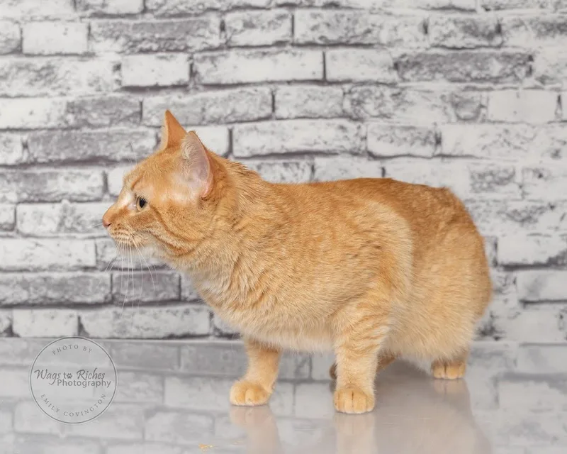 A young medium-sized female Tabby (Orange / Red) Domestic Short Hair cat named Karmel for adoption in Tuscaloosa, AL