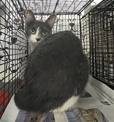 An adult large-sized female Domestic Medium Hair cat named Lady for adoption in San Pedro, CA