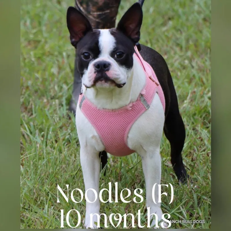 Noodles thumbnail 5