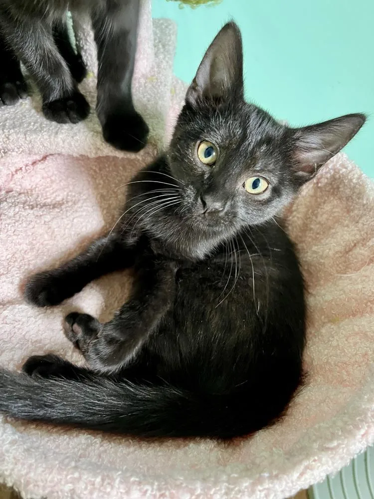 A baby medium-sized female Black Domestic Short Hair cat named Morticia for adoption in Emerald Isle, NC