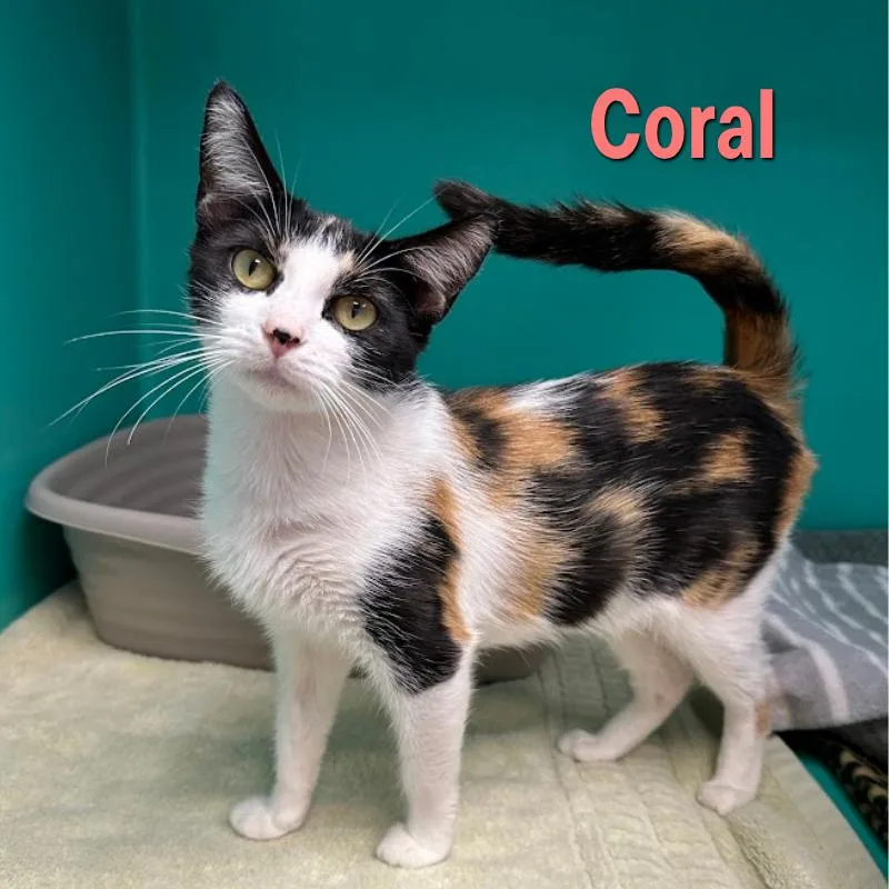 Coral thumbnail 2
