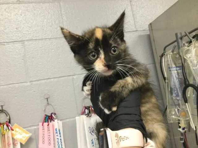 A baby small-sized female Domestic Short Hair cat named A for adoption in Thousand Palms, CA