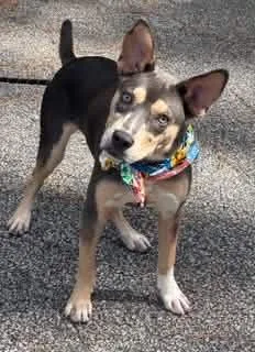 A young medium-sized female Australian Kelpie dog named Delta for adoption in Shillington, PA