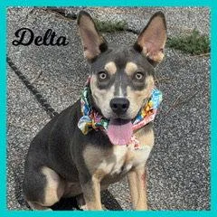 Delta thumbnail 2