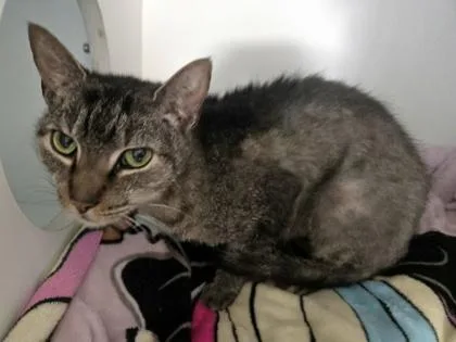 An adult large-sized female Domestic Short Hair cat named Artemis for adoption in Savannah, GA
