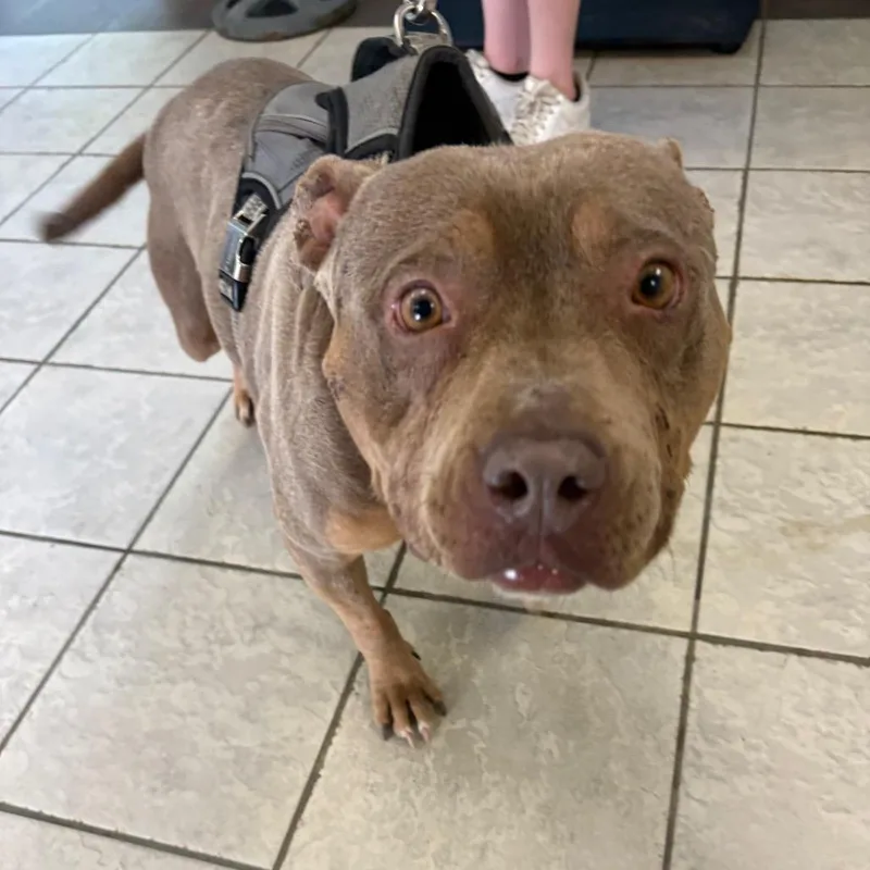 An adult medium-sized female Yellow / Tan / Blond / Fawn Mixed Breed dog named Gemma Lou for adoption in Columbus, GA