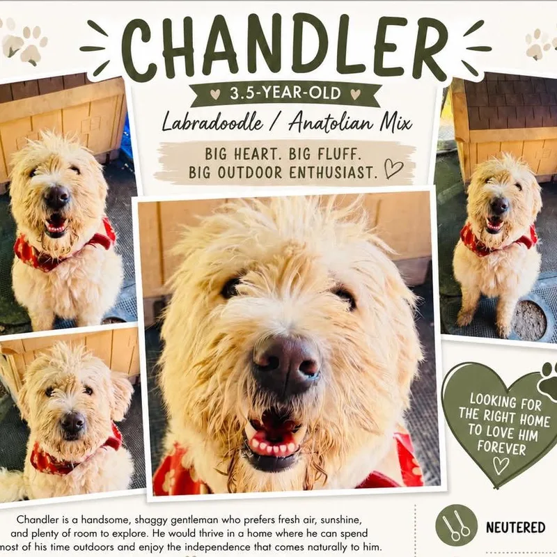 Chandler