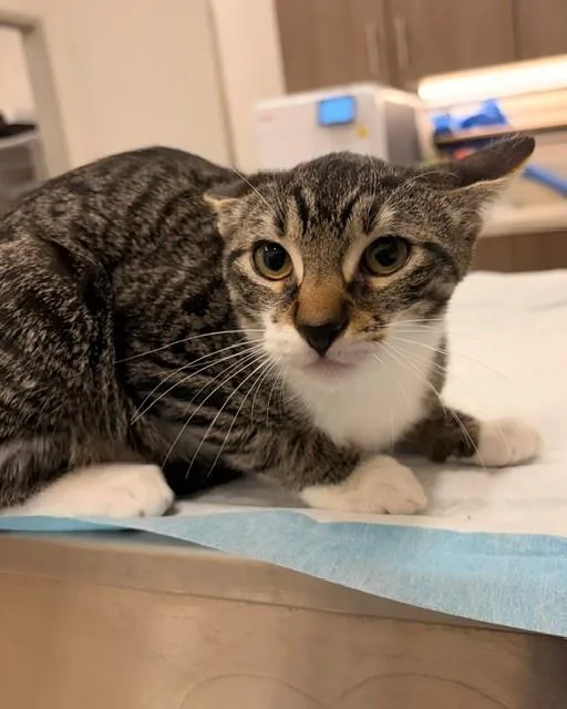 A baby small-sized female Domestic Short Hair cat named Alexa for adoption in Baytown, TX