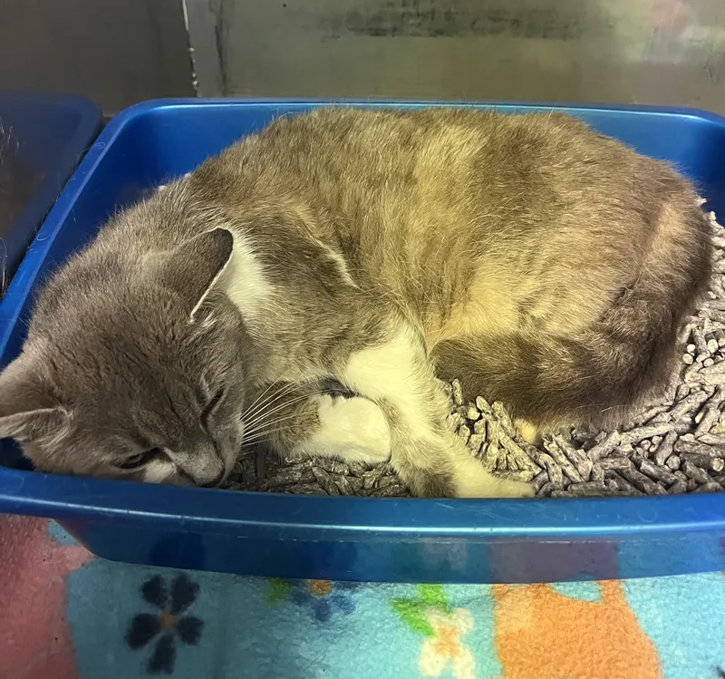A young medium-sized female Gray & White Domestic Short Hair cat named Mona for adoption in Sparta, NC
