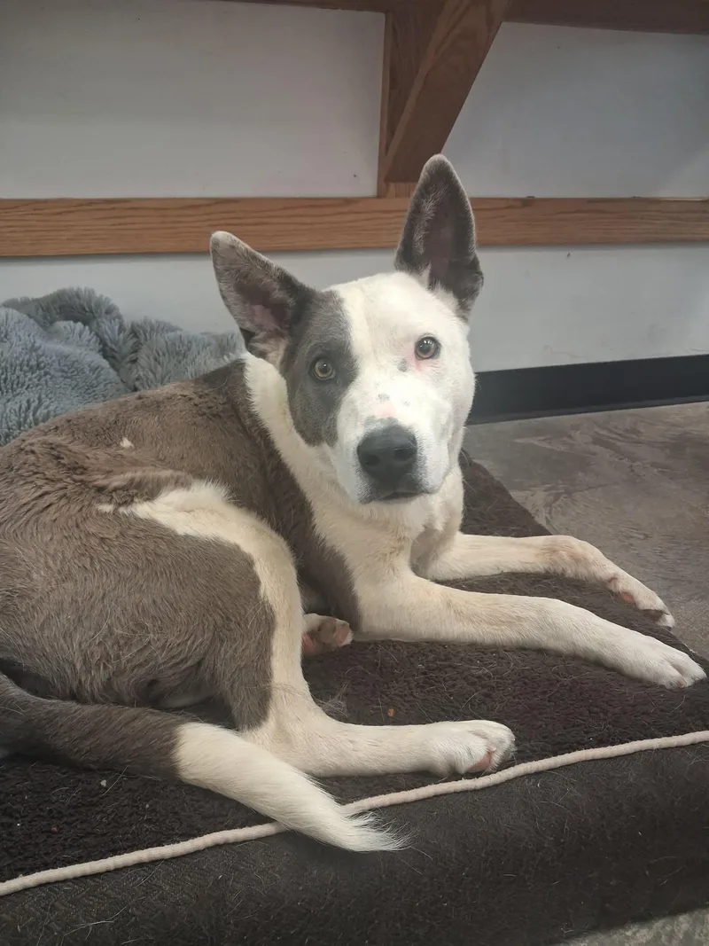 An adult medium-sized male Gray / Blue / Silver Border Collie dog named Clancy for adoption in Roosevelt, UT