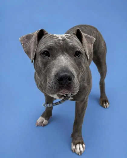 An adult medium-sized female Terrier dog named Eden for adoption in Gulfport, MS