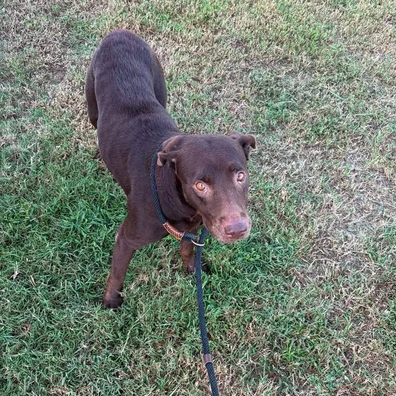An adult medium-sized female Brown / Chocolate Mixed Breed dog named Maryann for adoption in Dickinson, TX