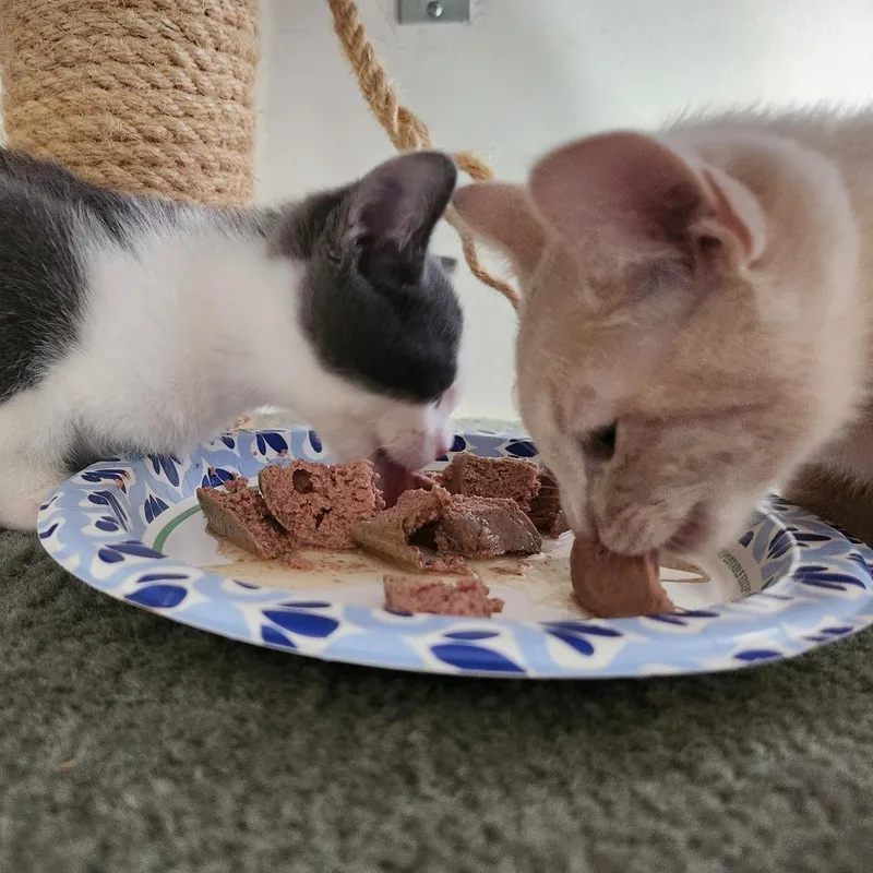 A baby small-sized male Buff / Tan / Fawn Domestic Short Hair cat named Whelk for adoption in Evanston, IL