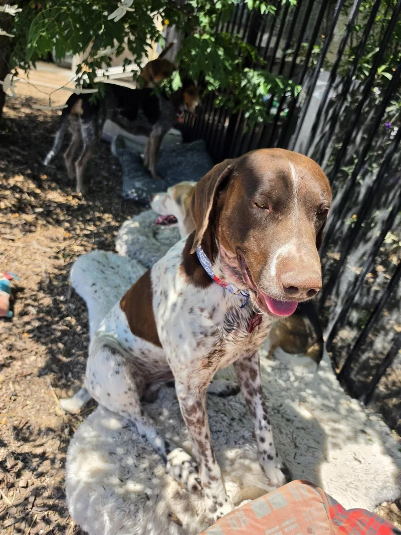An adult large-sized male German Shorthaired Pointer dog named Frankie for adoption in Las Vegas, NV