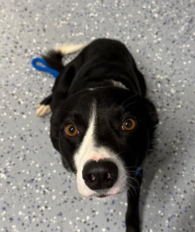 An adult medium-sized male Border Collie dog named Marty for adoption in Yankton, SD