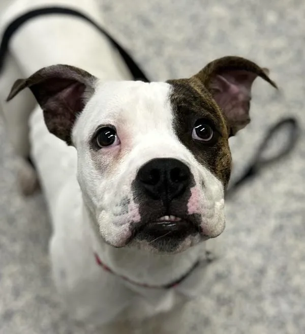 A young medium-sized male Boxer dog named Remi for adoption in Golden, CO