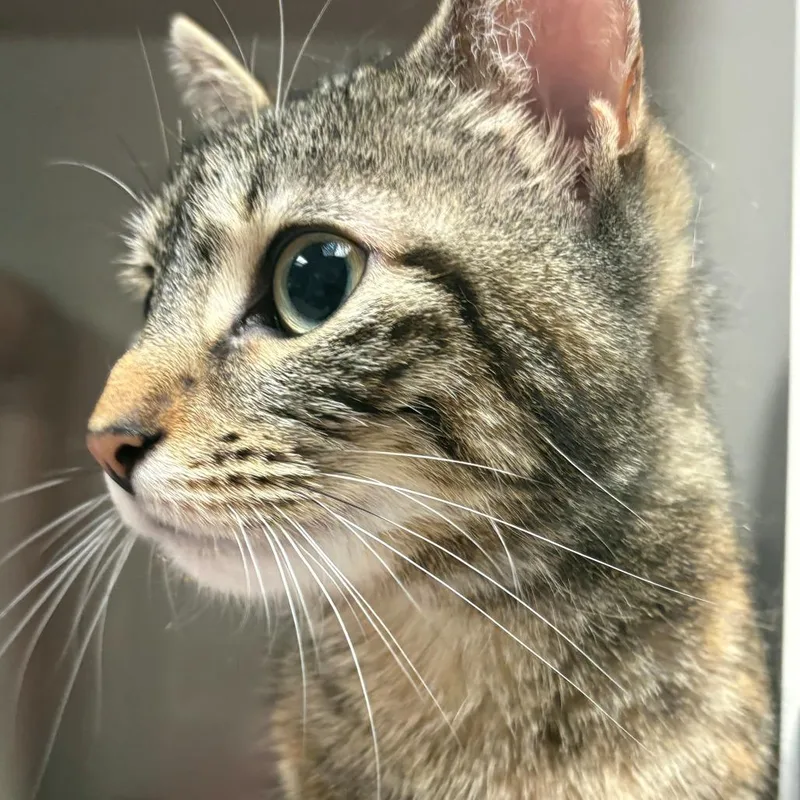 A young medium-sized female Torbie Domestic Short Hair cat named Ember for adoption in East Hanover, NJ
