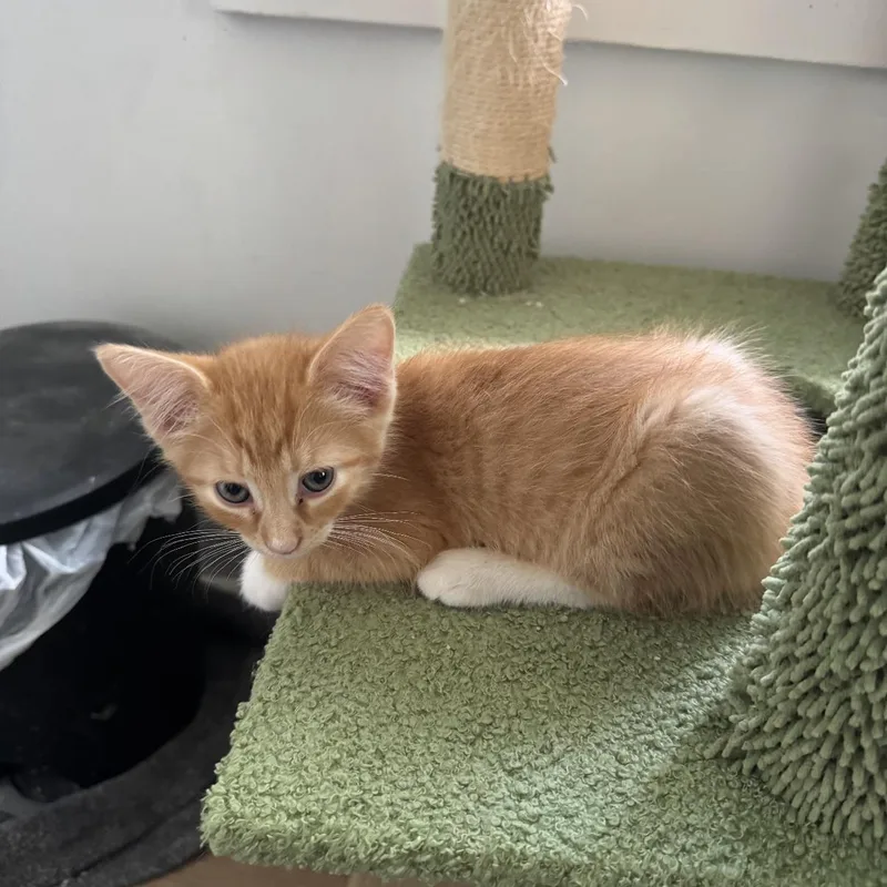 A baby medium-sized male Tabby (Orange / Red) Domestic Short Hair cat named Cliff for adoption in Omaha, NE