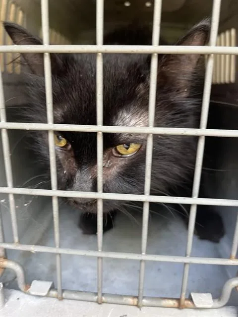 An adult medium-sized male Domestic Long Hair cat named Rupaul'S Catrace for adoption in Louisville, KY
