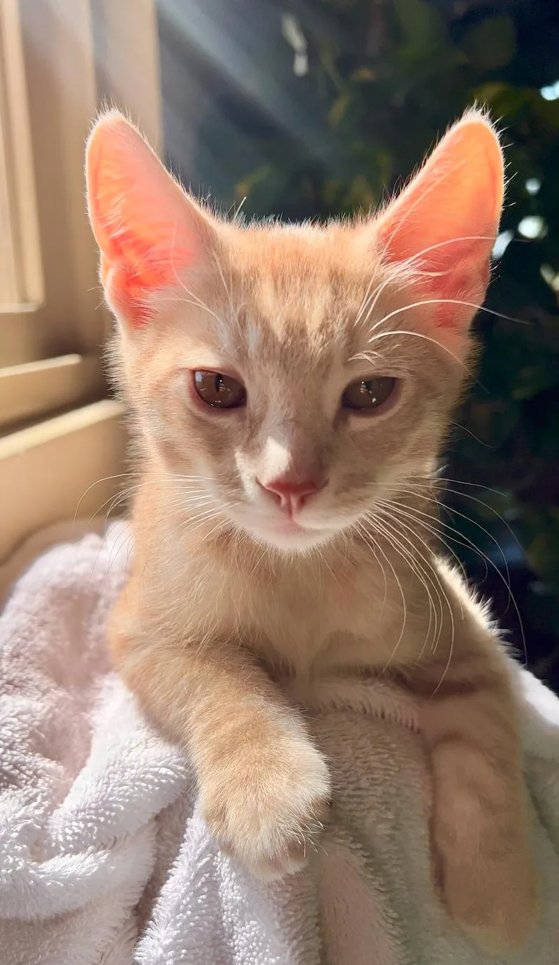 A baby small-sized female Orange & White American Shorthair cat named Flame for adoption in El Monte, CA