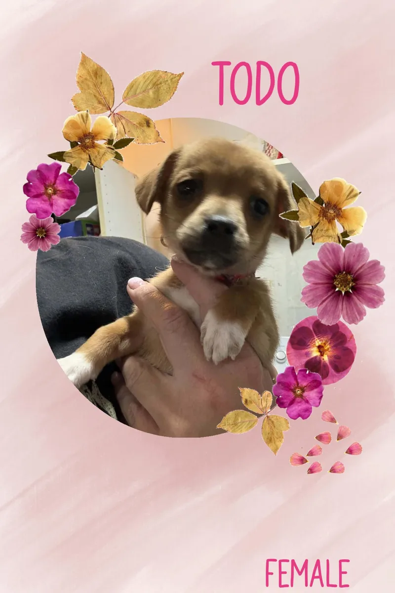 A baby small-sized female Chihuahua dog named Todo for adoption in Eugene, OR