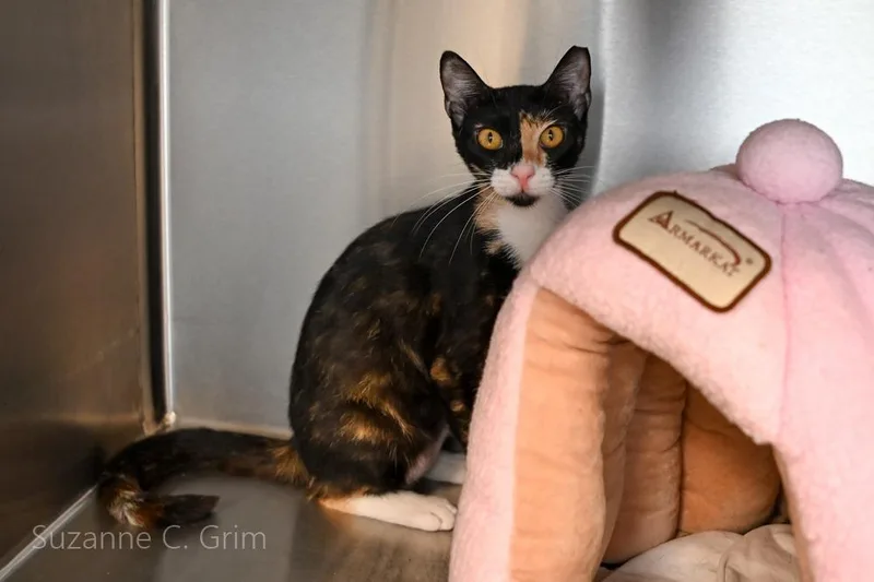 A young small-sized female Domestic Short Hair cat named Whimsy for adoption in New Orleans, LA