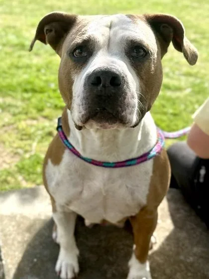 An adult large-sized female Pit Bull Terrier dog named Athena for adoption in King William, VA