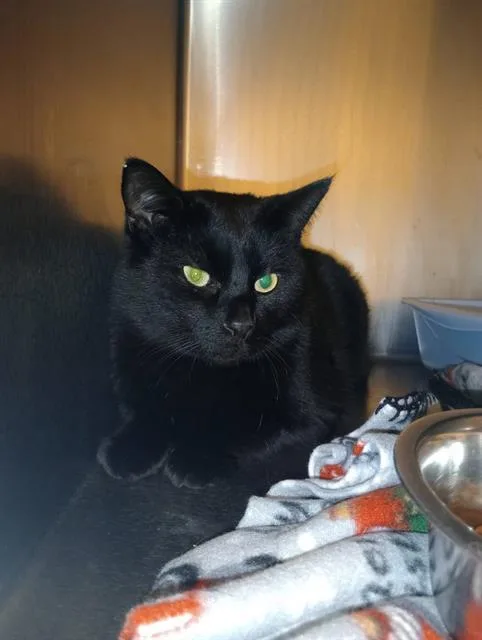 An adult large-sized male Domestic Short Hair cat named Revan for adoption in West Valley City, UT
